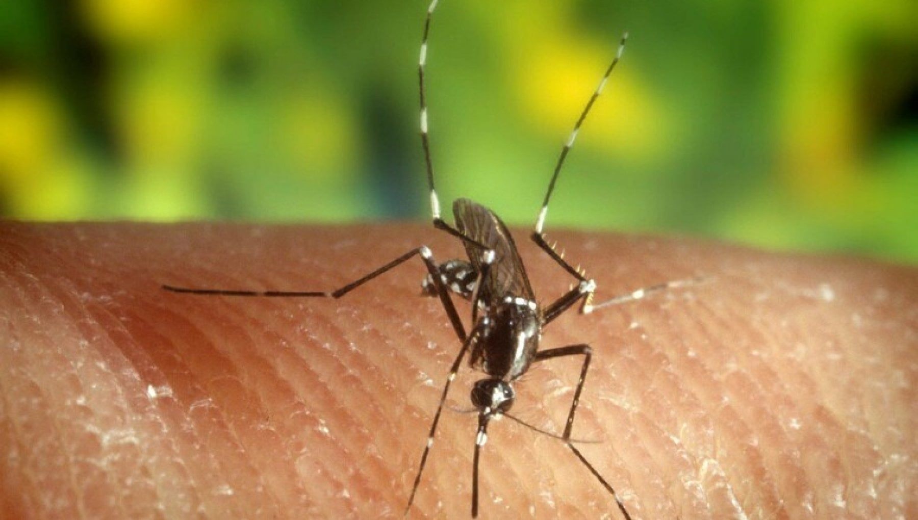From a mosquito bacterium to the key to fighting malaria