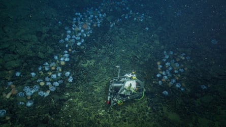 کشف در اعماق: باغ اختاپوس در سایه |  زندگی دریایی